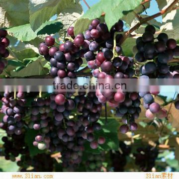 Grape Seed Extract Powder