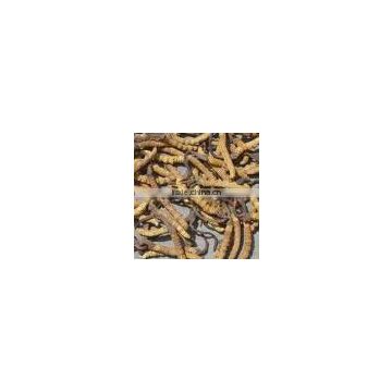 Cordyceps Sinensis Extract Powder