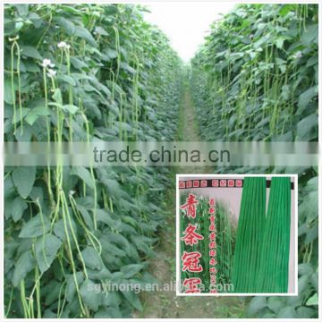 High yield early maturity green kidney long bean seeds