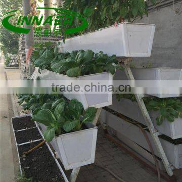 High quality chili plant slot for Modern plantation