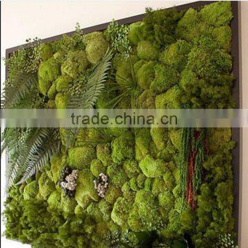 Plastic Green Wall for Living Room Decoration Moss Green Wall Decoration photo-2