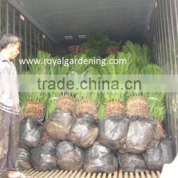 Cycas Revoluta ( Sago Palm) Outdoor Plant photo-2