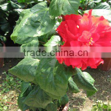 Hibiscus Shrub Trees Different Color and Varities photo-2