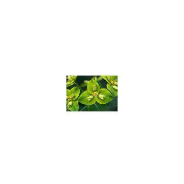 Euphorbia Hirta Extract