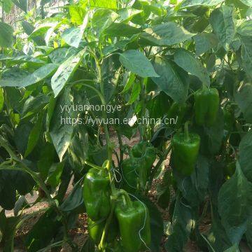 Hybrid sweet pepper seeds vegetable seeds No.11