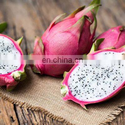 HOT SELLING TROPICAL FRUIT FRESH DRAGON/PITAYA FRUIT FROM VIET NAM photo-4