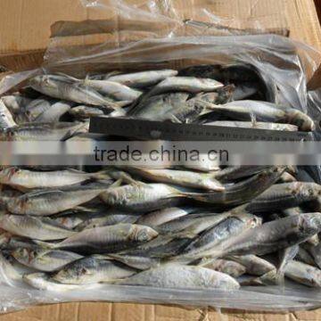 High quality horse mackerel(Decapterus maruadsi) 120-160 pcs