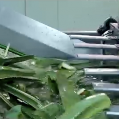 Aloe Vera Drink Bebida de Aloe With Normal/big Mouth Bottle, Glass Bottle and Factory Owned Aloe Plant Base photo-4