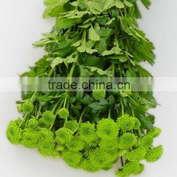 Popular top sell chrysanthemum flowers bouquet