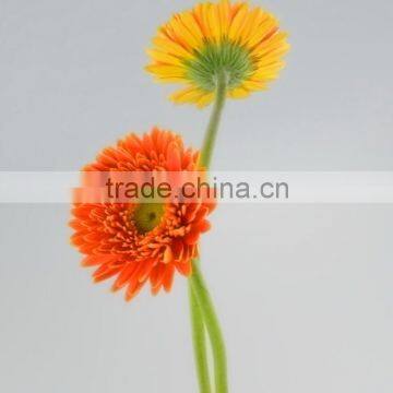 Popular Golden Sun exquisite wedding flowers gerberas