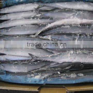 Seafrozen Pacific Saury wr photo-6
