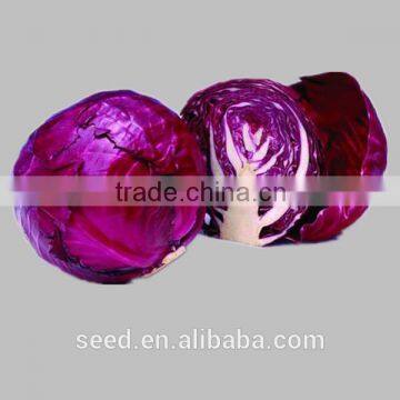 F1 hybrid purple cabbage seed SXZ No.2