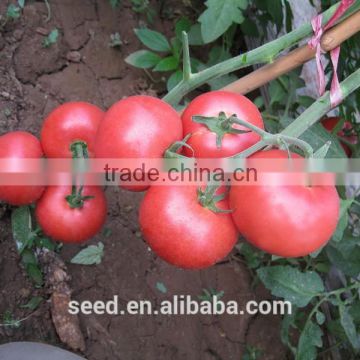 High Resistance TY Tomato Pink Tomato Seed