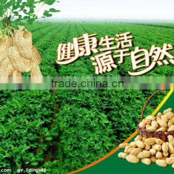Ju'nan Country Best Quality Blanched Peanut 24/28 Size 25kg/ctn for Sale photo-3