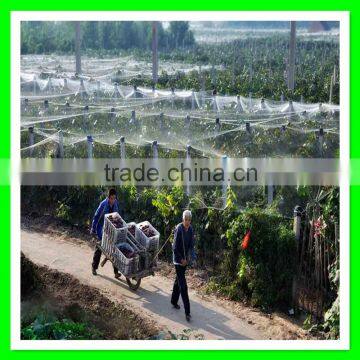 Henan Suntex Supply White Plastic Anti Bird Net With Low Price photo-5