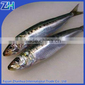 Price all types of sardine fishes