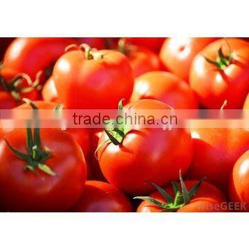 Retail Packing size 210gx48tins/ctn Canned Tomato Paste