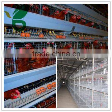 H-type Zinc Plating automatic chicken layer cage for sale in philippines