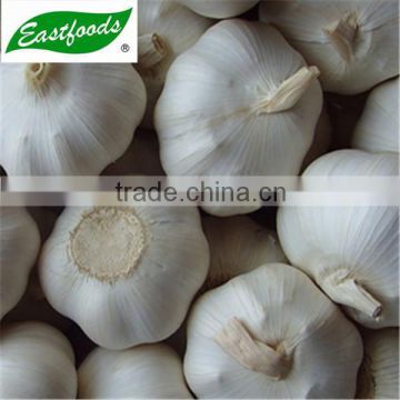 Chinese fresh garlic for sale in shandong