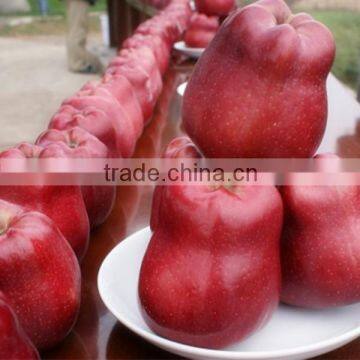 Huaniu Apple photo-4