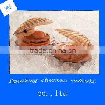 sea shell frozen fresh scallops meat saw