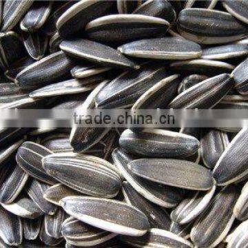 American Sunflower Seeds 5009
