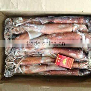 300-500g Frozen Japanese Squid