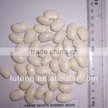 2013 best quality white kidney beans