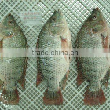 Tilapia Nilotica Fish