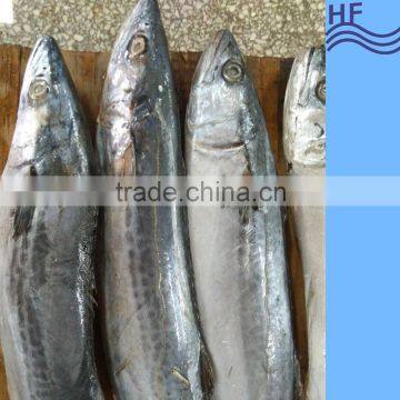 Frozen spanish mackerel wholesale prices