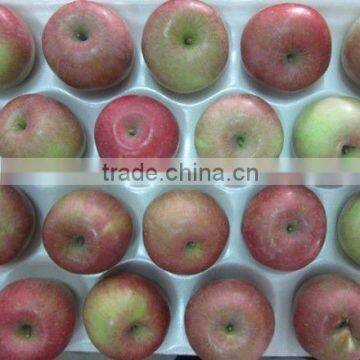 Export fresh Fuji apple