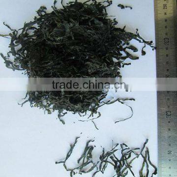 2016 harvest of Machine Dried cut kelp(shredded laminaria) 6cm length