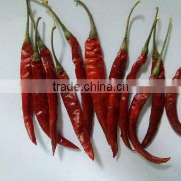 Indian Dry Red Chilli
