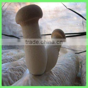 cultivated king oyster mushroom