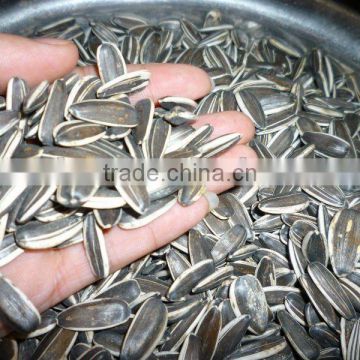 high quality black sunflower seeds 20/64,22/64, 24/64