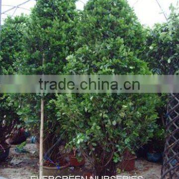 Ficus benjamina