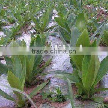Agriculture Mulching Non Woven