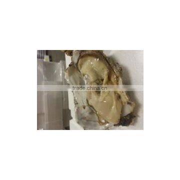 live pacific oyster