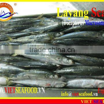 FROZEN LAYANG SCAD (MUROAJI) WHOLE ROUND photo-2
