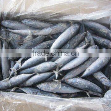 New frrozen bonito from china