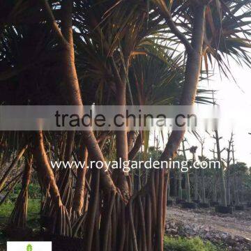 Pandanus Utilis High 4-5m Landscaping Tree photo-4