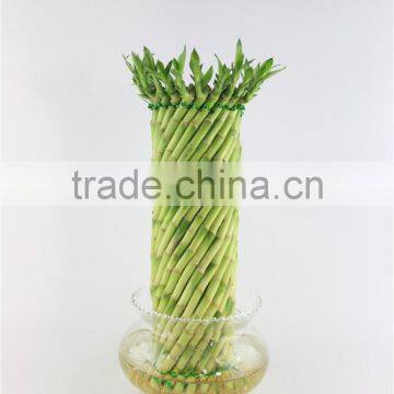 Spiral cage 30cm Lucky bamboo