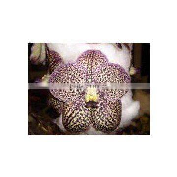 Thailand High Quality V-002 Vanda Brown Orchid