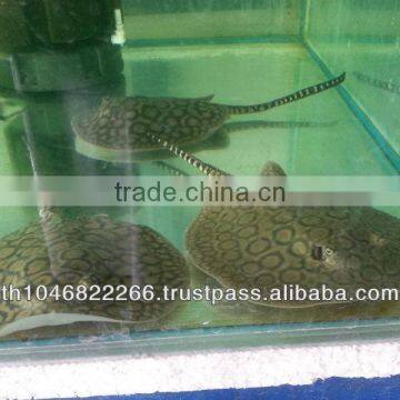 Freshwater Stingray for Sale and Export photo-2