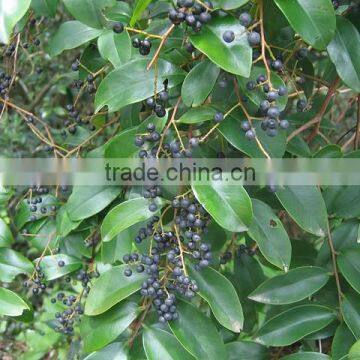 Embelia Ribes photo-4