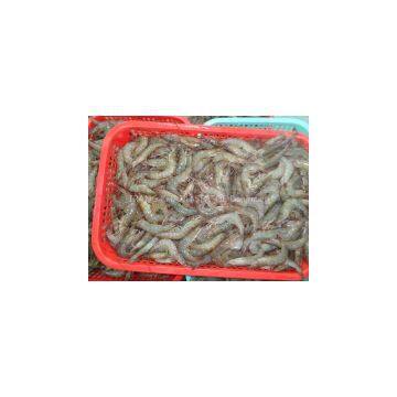 Raw Vannamei Shrimp HOSO Semi IQF