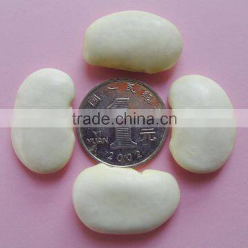 China Origin 45,55pcs Elephant White Beans