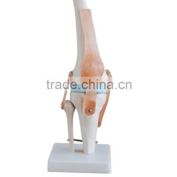 Medical bone medical human functional knee ligament model knee joint model Department of orthopedics Teaching