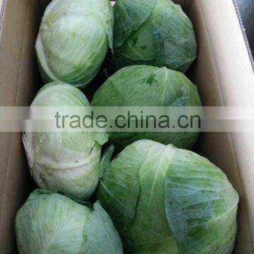 Fresh Green Cabbage photo-2