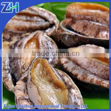 frozen abalone with shell for sale